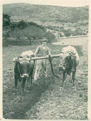 Ο Κυριάκος με το αλέτρι του οργώνει τη λευκιανή γη (αρχείο Φλώρας Κρητικού) Ζευγάδες το Χειμώνα και αγωγιάτες το Καλοκαίρι.