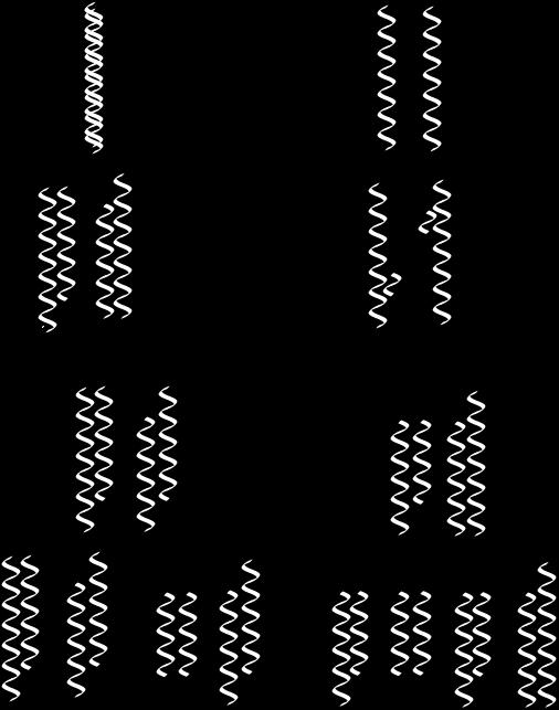 PCR (polymerase chain reaction) Tema 14 1º Ciclo 2º Ciclo 3º Ciclo Xene de