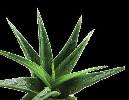 Η μοναδική αυτή σύνθεση του 10 HERBS από 10 σπουδαία βότανα, βοηθά αποτελεσματικά στη σωστή και υγιή λειτουργία του εντέρου, που ενδεχομένως να διαταράσσεται από τυχαία γεγονότα όπως το άγχος, η κακή