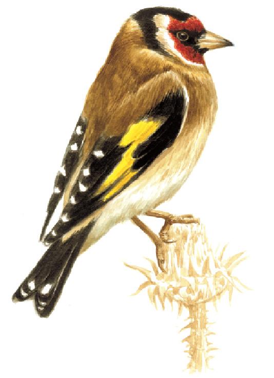 Φλώρος Carduelis chloris Μέγεθος: Μ:14 16 εκ. Περιγραφή :Λαδοπράσινος με έντονα κίτρινα σημάδια στις φτερούγες και στα πάνω άκρα της ουράς. Ο αρσενικός έχει πιο λαμπρό χρωματισμό.