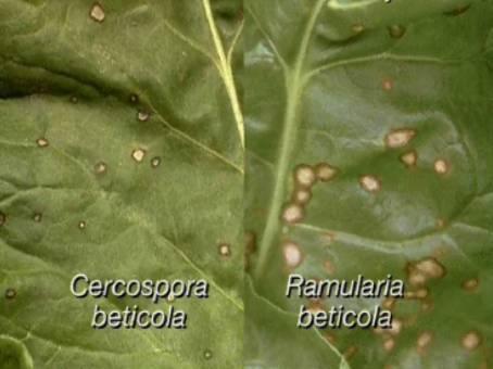 Cercospora Κονιδιοφόροι που παράγονται σε ομάδες σχηματίζοντας κορέμιο Κονιδιοφόροι: γωνιώδεις, απλοί, σκούρου χρώματος