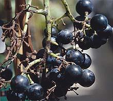 Phomopsis viticola