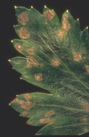 Septoria apiicola (σεπτορίωση σέλινου) Συμπτώματα: κηλίδες χλωρωτικές, σχεδόν στρογγυλές, που έχουν ένα σκοτεινό, νεκρωτικό περιθώριο (συνενώνονται και νεκρώνουν μεγάλο