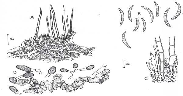 Ακέρβουλο Colletotrichum
