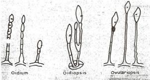 Κονιδιοφόροι ωιδίων Ατελείς μορφές ωιδίων Γένος Oidium (Τέλεια μορφή: Οικ.