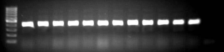 4.6. ΑΠΟΤΕΛΕΣΜΑΤΑ ΤΩΝ PCR ΤΩΝ ΔΕΙΓΜΑΤΩΝ DNA ΑΠΟ ΧΟΙΡΟΜΗΤΕΡΕΣ ΚΑΙ ΑΡΣΕΝΙΚΟΥΣ ΧΟΙΡΟΥΣ Στις Εικόνες 21, 22 και 23 εμφανίζονται οι ζώνες των