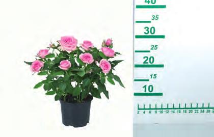 4. 99 Τα προϊόντα εβδομαδιαίας