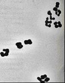 Το Γένος Pediococcus Εμφανίζονται με μορφή δυάδων ή τετράδων κόκκων. Είδη του γένους Pediococcus: P. pentosaceus (μεσόφιλος), P.
