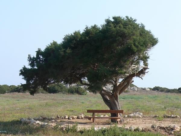 Δζντρα και φυτά τθσ Κφπρου Αεικαλζσ δζντρο που φτάνει ςε φψοσ μζχρι και 20 μ.