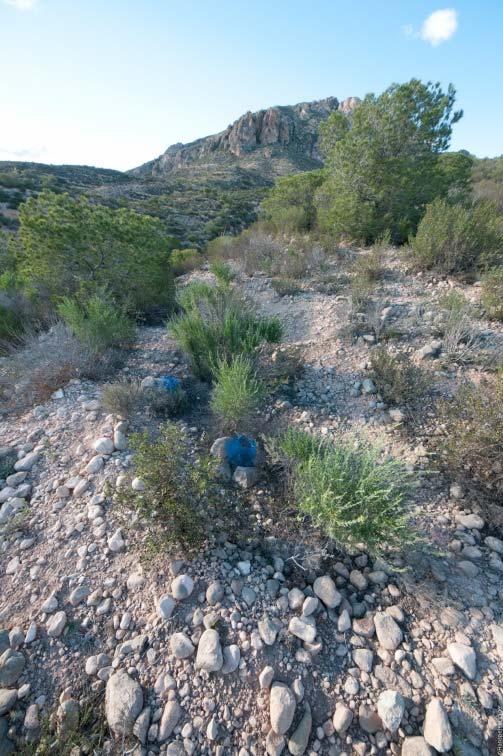 Οι επιλογές διαχείρισης της γης περιλαμβάνουν αποκλεισμό βόσκησης, άρδευση και επαναφύτευση (11,12).
