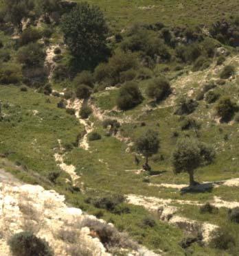 Οδηγίες για διαχειριστές γης ΥΠΕΡΒΟΣΚΗΣΗ Κανόνας 2: Η συνύπαρξη δέντρων και βοσκοτόπων έχει πολλαπλά οικολογικά και κοινωνικο-οικονομικά οφέλη Προστασία των υπάρχοντών δέντρων Φύτεμα