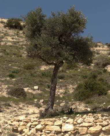 Προϊόντα από ελιές ή χαρουπιές μπορούν να προσφέρουν επιπρόσθετο εισόδημα από εναλλακτικές αγορές** (4, 5).