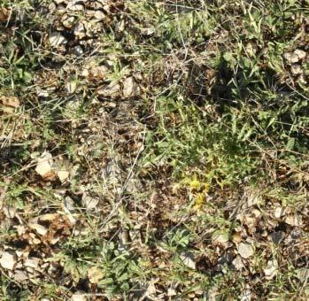 κατά τη διάρκεια των καλλιεργητικών περιόδων, που ευνοούν την ανάκτηση των πιο εύγευστων ειδών*.