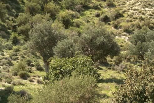 Αν η βλάστηση τους περιλαμβάνει ακανθώδης θάμνους δημιουργείται ένας φαύλος κύκλος που οδηγεί σε απώλεια της παραγωγικότητας των βοσκότοπων και αυξάνει σημαντικά την πιθανότητα πυρκαγιάς.