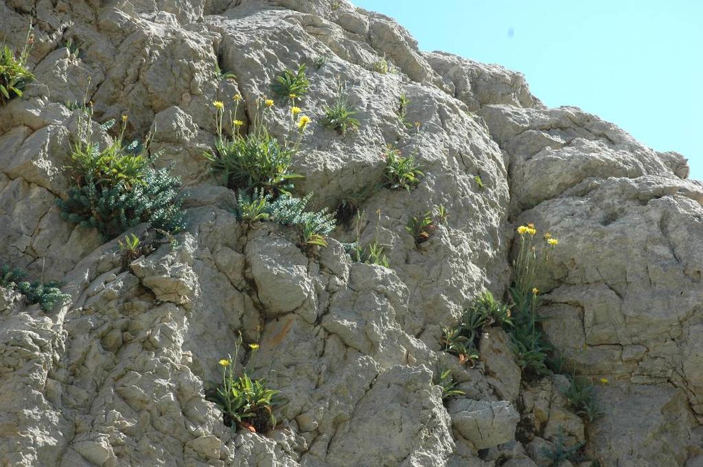 Εικόνα 54 : Άτομα του είδους Scorzonera scyria στο φαράγγι που