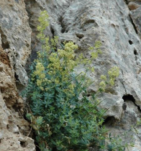 Galium reiseri Halácsy (Rubiaceae) Οικολογία: Πρόκειται για ένα χασμοφυτικό είδος, που αναπτύσσεται σε σχισμές βράχων με κάθετα τοιχώματα, σε υψόμετρο μεταξύ 50 και 470 m.