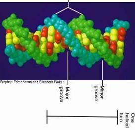 ανάλυση νουκλεοτιδικής αλληλουχίας Μονοτοπική ανάλυση SCCmec: staphylococcal chromosome cassette
