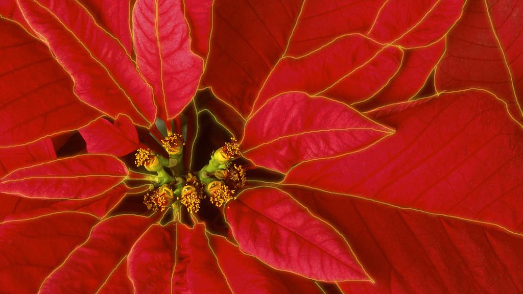 C HRISTMAS P OINSETTIAS TO BE PLACED ON THE SOLEA To purchase a Christmas poinsettia in honor or in memory of someone, please fill out the form below and return it to the Cathedral office no