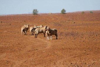 Αλλαγές στις Παρόχθιες Περιοχές Ξηρασία Αύξηση οργανικής ουσίας Αύξηση του γυμνού έδαφος Μειωμένη