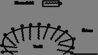 d. Peptidāze sašķeļ peptīdus un olbaltumvielas (peptīdsaiti). Enzīmi ir olbaltumvielas. Parasti enzimātiskām reakcijām optimālā ir cilvēka ķermeņa temperatūra aptuveni 36 o C.