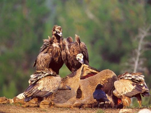 ΥΠΗΡΕΣΙΕΣ ΔΙΑΤΗΡΗΣΗΣ + ΡΥΘΜΙΣΗΣ Αποδόμηση