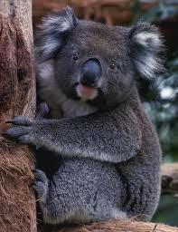 bear