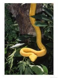Tick ( ) b) Now, watch a YouTube extract entitled Endangered Animals (http://www.