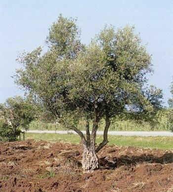 α ο ό ο, Pistacia