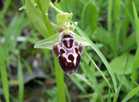 Sefferova Stanova, O. Ozden, C. Hessenberg, C.