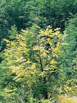 - μπελαντόνα Berberis cretica - κρητική γλυκαγκαθιά Cistus incanus - κουνουκλιά (λαδανιά) Cistus salviifolius - ασπροκουνουκλιά Clematis vitalba - αγράμπελη (αμπελίνα) Colutea arborescens - φούσκα