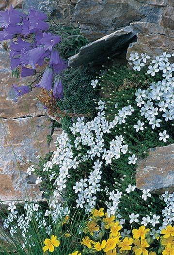 Χλωρίδα 55 Salvia ringens - φασκομηλιά Sedum atratum - αμάραντος Sedum dasyphyllum - αμάραντος Sideritis scardica - τσάϊ του βουνού Stachys recta olympica - αγριόσφακα Symphytum bulbosum - σύμφυτο