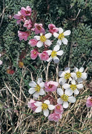 officinalis - σταυροβότανο Vicia villosa - αγριόβικος Αγριολούλουδα (47) Acinos alpinus Anemone blanda Anemone pavonica Anthyllis vulneraria pulchella Aquilegia amaliae Aquilegia ottonis Arenaria