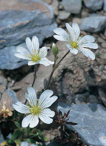 56 Όλυμπος Linum spathulatum Lotus corniculatus Minuartia verna Muscari racemosum Myosotis suaveolens Omphalodes luciliae Oxytropis purpurea Pedicularis brachyodonta Saxifraga glabella Saxifraga