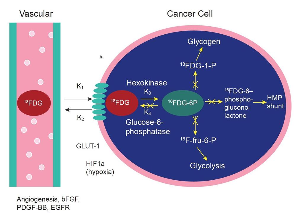 FDG PET signal - [18F]FDG is transported into the cell via glucose transporters (GLUT). Mainly used transporters are GLUT- 1 and GLUT-3.