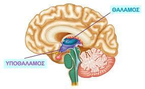 Διάμεσος εγκέφαλος Κείται προς τα άνω του μέσου εγκεφάλου και περιλαμβάννει 3 δομές: θάλαμο (επεξεργάζεται περισσότερες από τις πληροφορίες που φθάνουν στο φλοιό των εγκεφαλικών