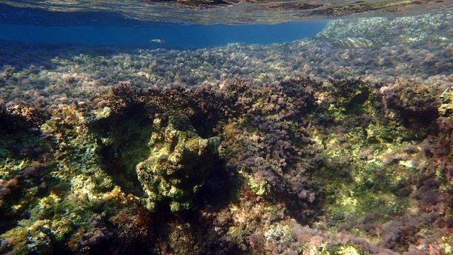 Posidonia oceanica (HP) στον σταθμό δειγματοληψίας Σ1 (Φωτογραφία: Μ. Μαρουλάκης).