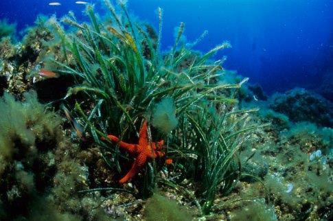 Σχήμα 3.4.2-12: Μία ποικιλία οργανισμών συνοδεύει την παρουσία και ανάπτυξη των λιβαδιών Ποσειδωνίας. Τα μακροφύκη είναι μία σημαντική εξίσου συνιστώσα της θαλάσσιας βλάστησης.
