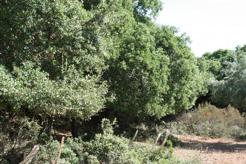 Θαμνώνες με κυριαρχία Q.
