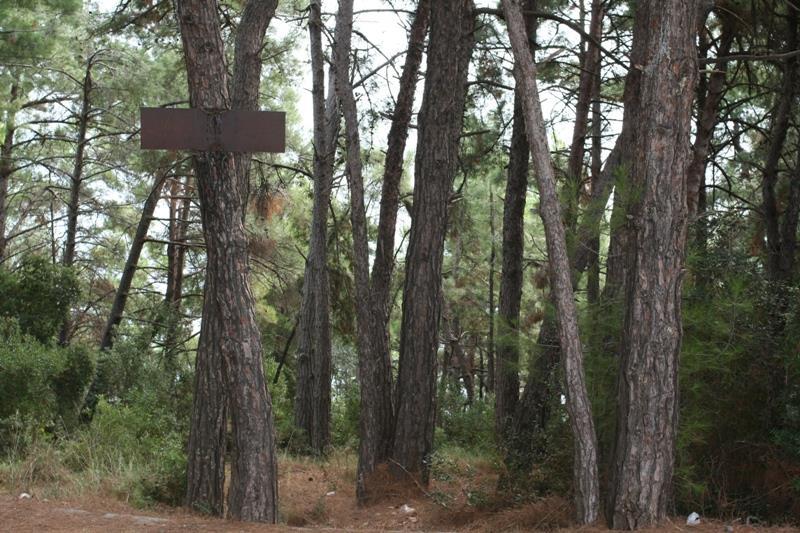 Συστάδες πεύκης Στο ανατολικό τμήμα της περιοχής έρευνας πεδίου αναπτύσσονται συστάδες πεύκης. Στις συστάδες αυτές το ύψος του δενδρώδους ορόφου κυμαίνεται στα 10-15 m και η κάλυψη στα 60-90%.