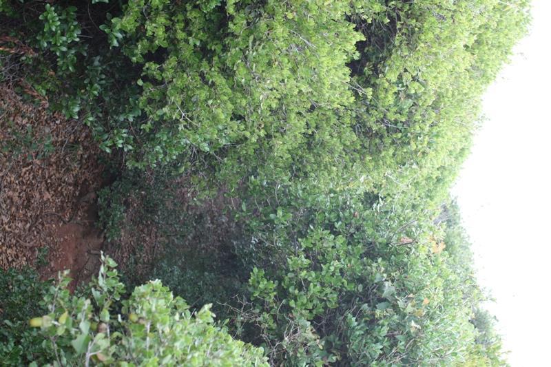 Περιοχή γεωτρητικής έρευνας Στην περιοχή γεωτρητικής έρευνας κυριαρχούν οι θαμνώνες με Quercus coccifera - Pistacia