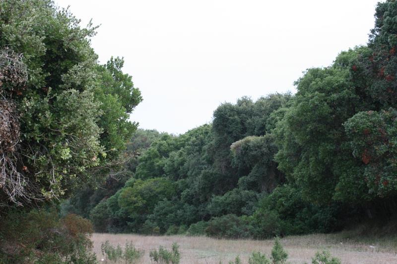 Ευρύτερη περιοχή Όσον αφορά στη βλάστηση της ευρύτερη περιοχής, βόρεια της περιοχής έρευνας πεδίου συνεχίζεται παρόμοια βλάστηση, με θαμνώνες