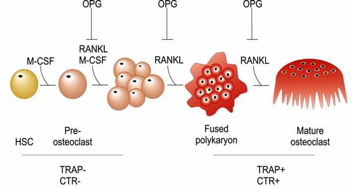 πρόσφατα ανακαλύφθηκαν δύο πολύ σηµαντικά µόρια που ρυθµίζουν την οστεοκλαστογένεση, οι κυτοκίνες RANKL (Receptor Activator of Nuclear factor NFkB-Ligand) και OPG (Osteoprotegerin), οι οποίες