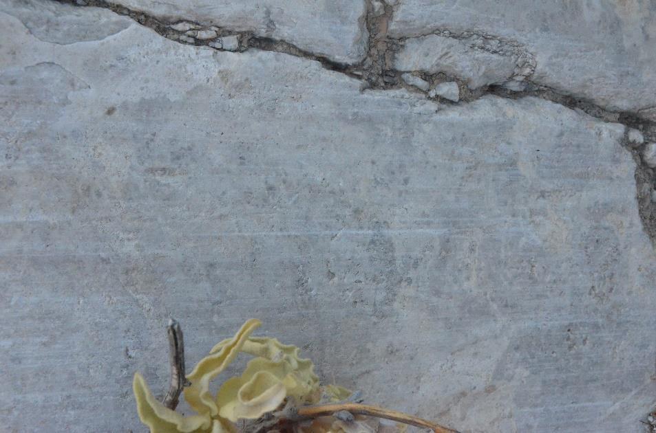 Εικ. 2.10 Απεικόνιση του μοναδικού συστήματος των γραμμών προστριβής στην επιφάνεια του ρήγματος.