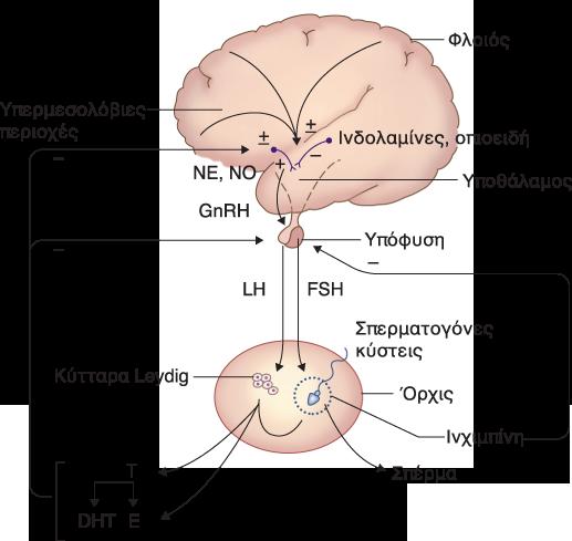 γλυκοπεπτίδια που αποτελούνται από δύο υπομονάδες α και β, με τη β να εξασφαλίζει την ειδικότητα του καθενός.