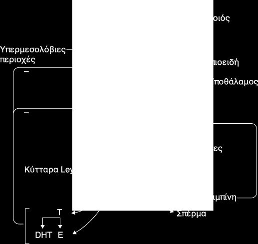 πάνω στα κύτταρα Sertoli, για την παραγωγή παρακρινών παραγόντων οι οποίοι προάγουν τη σπερματογένεση, αλλά και άλλες λειτουργίες των ίδιων κυττάρων.