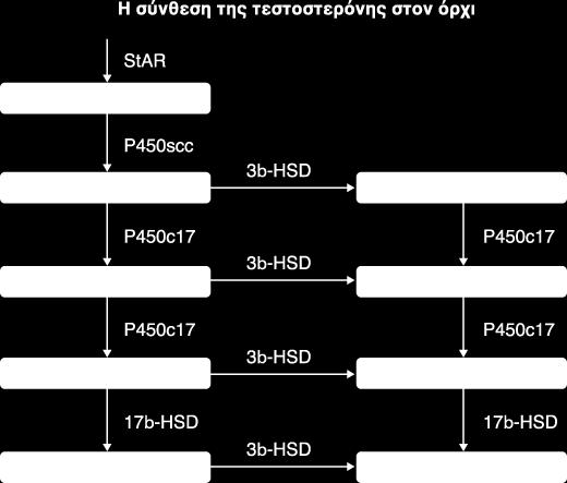 Εικόνα 2. Βιοσύνθεση και μεταβολισμός της τεστοστερόνης.