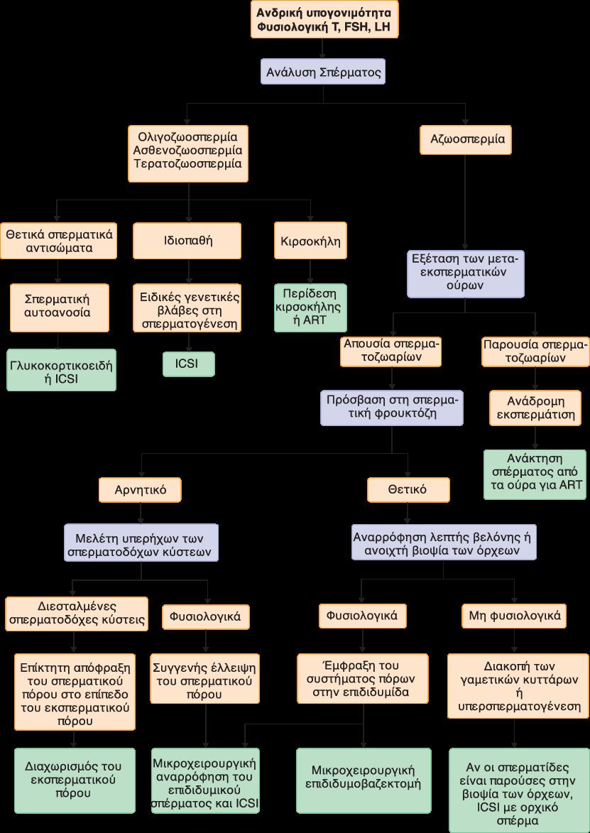 Εικόνα 8. Αλγόριθμος διάγνωσης και θεραπείας της ανδρικής υπογονιμότητας σε ασθενείς με φυσιολογικές ορμονικές συγκεντρώσεις ορού.