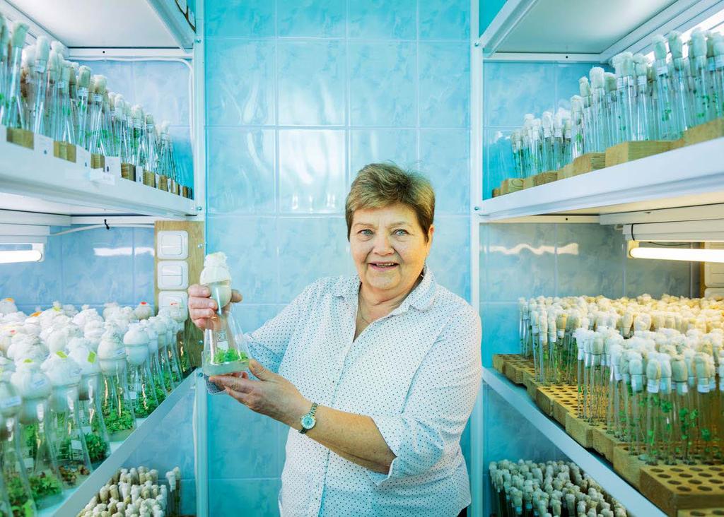 ARNO MIKKOR UUED TUULED Eesti Taimekasvatuse Instituudi taimebiotehnoloogia osakonna juhataja Viive Rosenberg näitab geenipanga külmas fütotronis kõrguvate riiulite vahel ühe klaaskolvis sirguva
