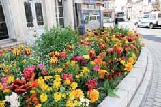 vos attentes, nous imaginons pour vous des assemblages de plantes