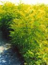 5.3ζη Ψεπδαθαθία (Robinia pseudacacia) Ζ ςεπδαθαθία είλαη θπηφ ςπραλζέο, πνιπεηέο, δελδξψδεο, πνπ ραξαθηεξίδεηαη απφ ηαρχηαηε αλάπηπμε ηνπ ππέξγεηνπ ηκήκαηνο, ζεκαληηθή παξαγσγή βηνκάδαο θαη